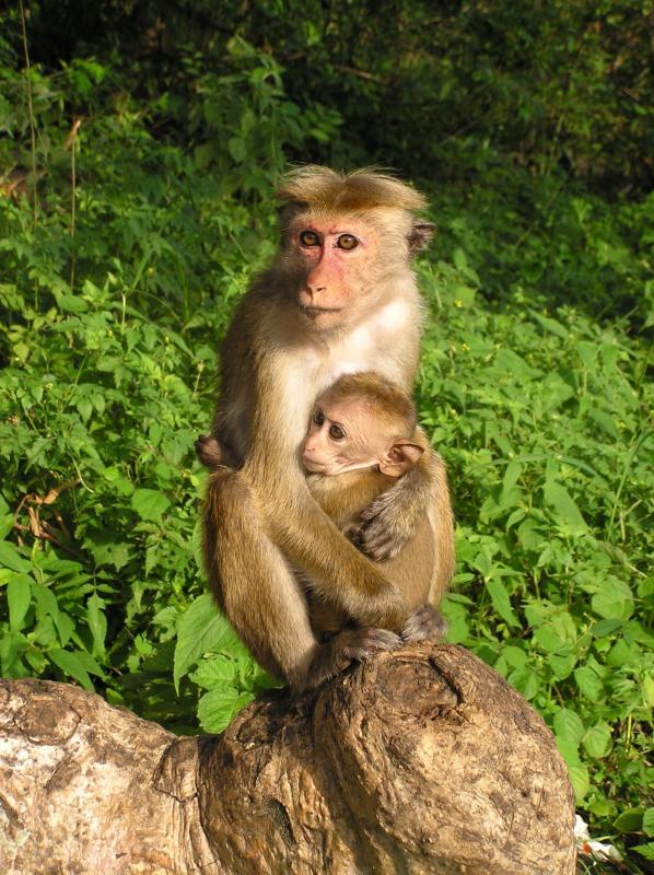 Šri Lanka - Exotic Lanka tour